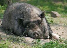 Hängebauchschwein-105.jpg